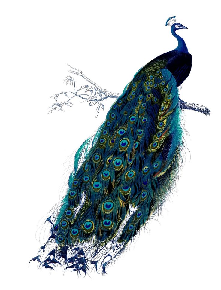 Peacock | Peacock vintage cards | Clipart library