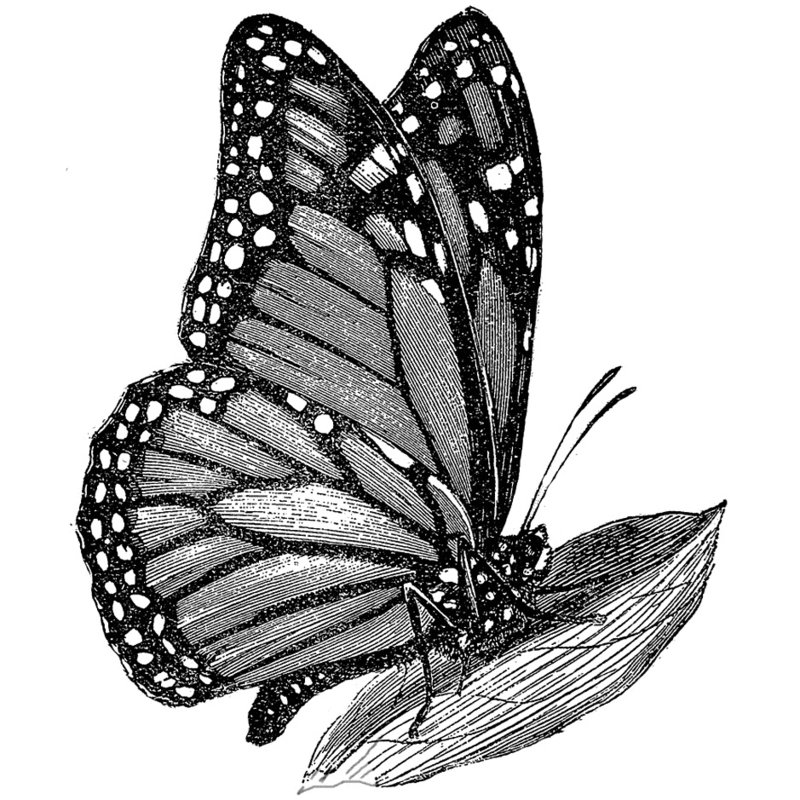 butterfly monarch outline tattoo coloring clipart cliparts library sheet