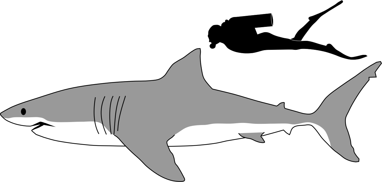 File:Great white shark size comparison.svg - Wikimedia Commons