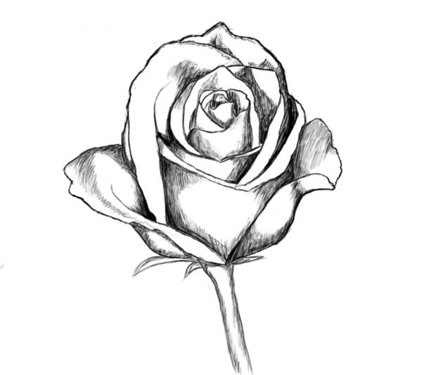 Free Line Drawing Of A Rose, Download Free Line Drawing Of A Rose png