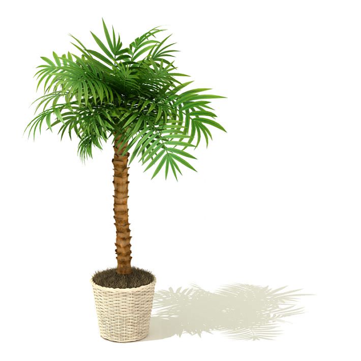 Plant / Tree - Pot Plant 3D Models - #3- CGTrader.