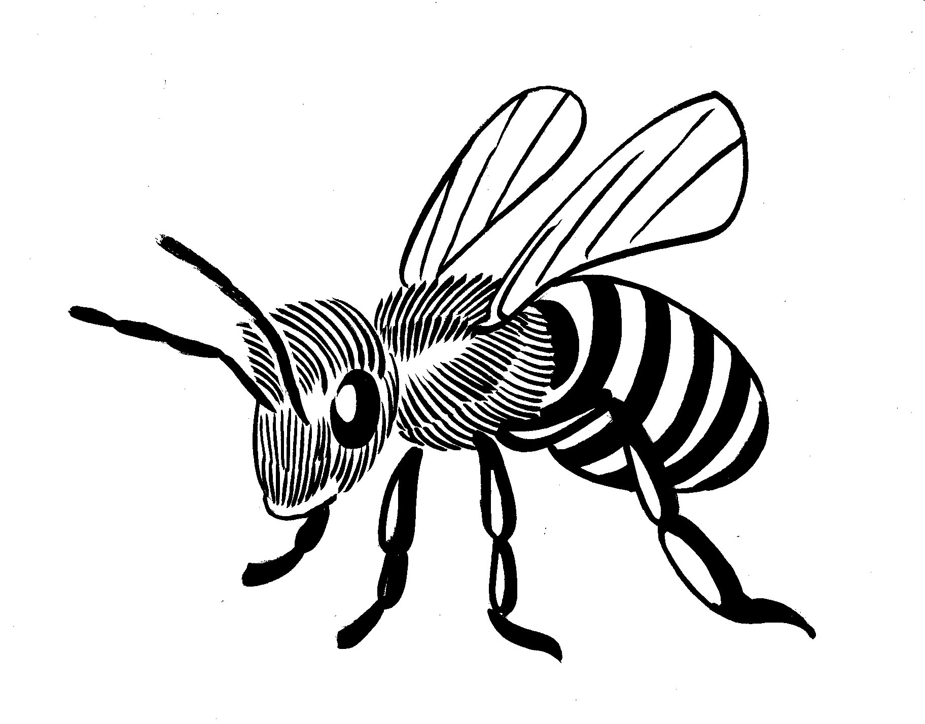 clip art bee line drawing - photo #12