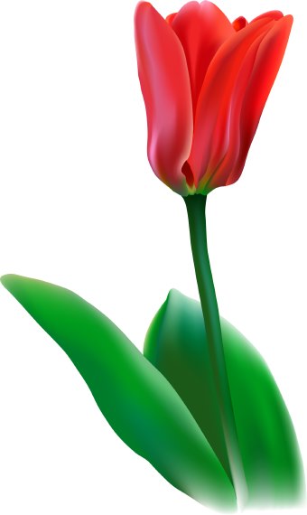 Tulip Flower Clip Art Free | Clipart library - Free Clipart Images