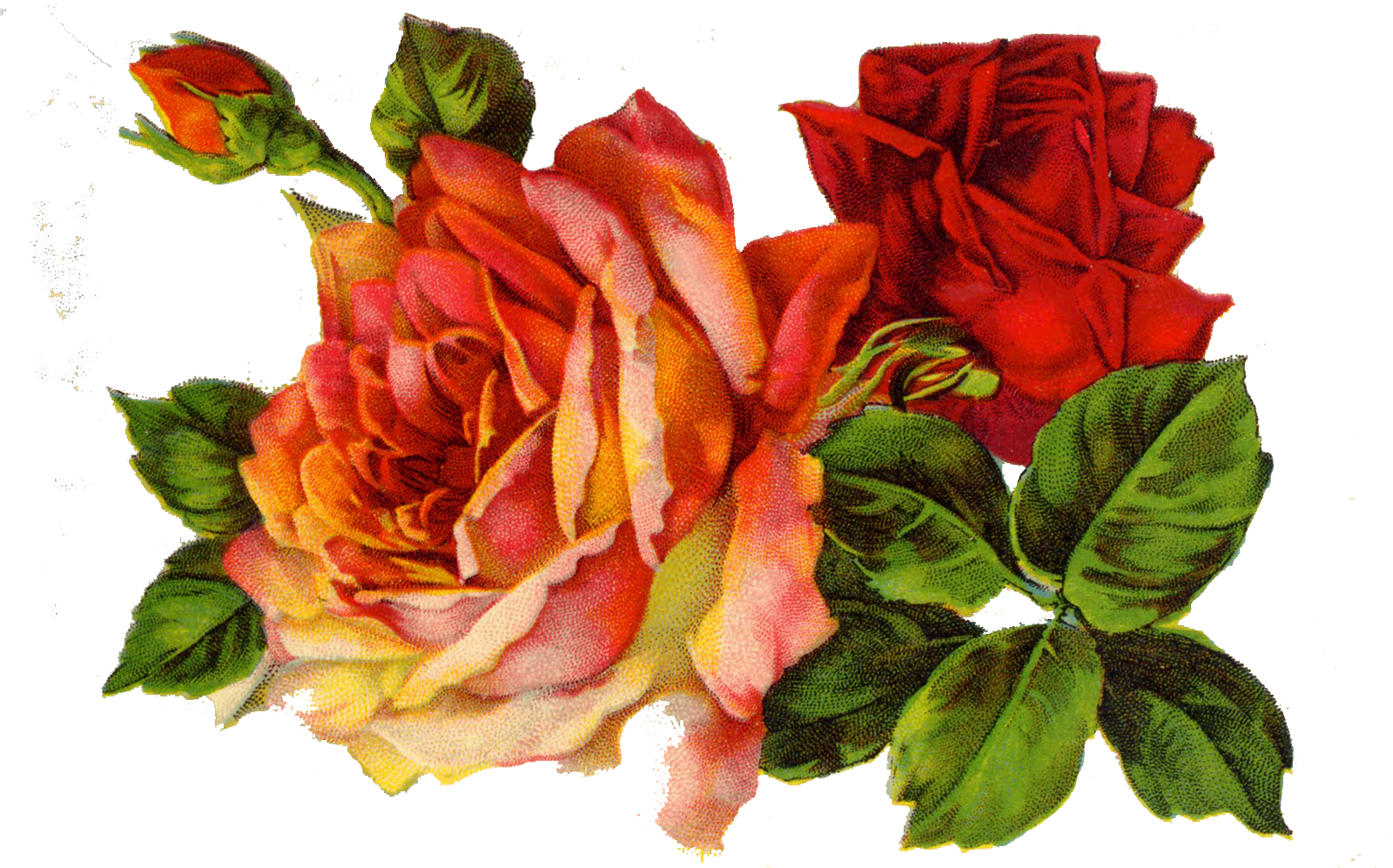 free clip art vintage roses - photo #37