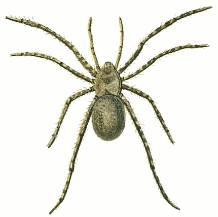 Free Animated Spider Pictures, Download Free Animated Spider Pictures png  images, Free ClipArts on Clipart Library