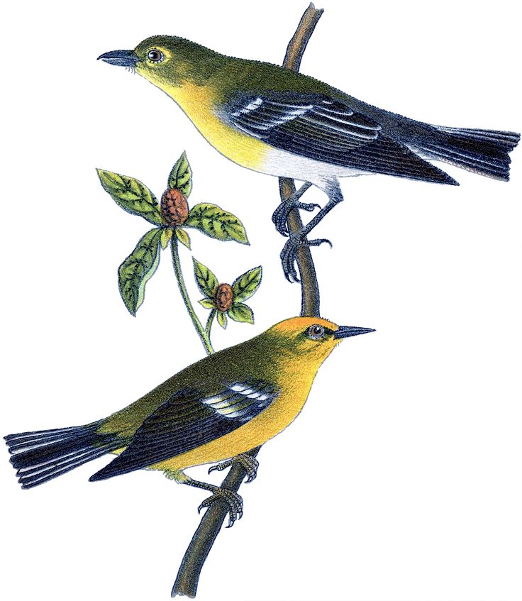 Yellow Birds Picture