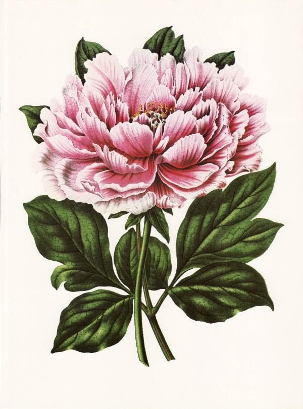 Free Victorian Flowers and Vintage Fruit Clip Art and Borders
