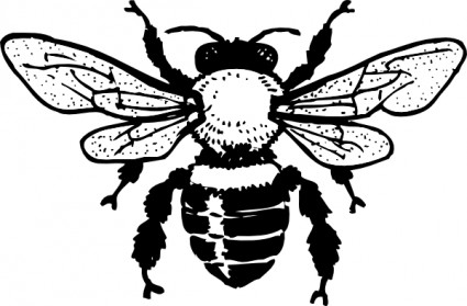 Honey bee drawing Free vector for free download (about 19 files).