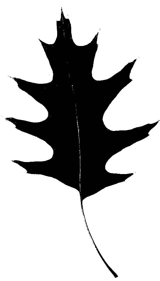 clipart leaf silhouette - photo #22