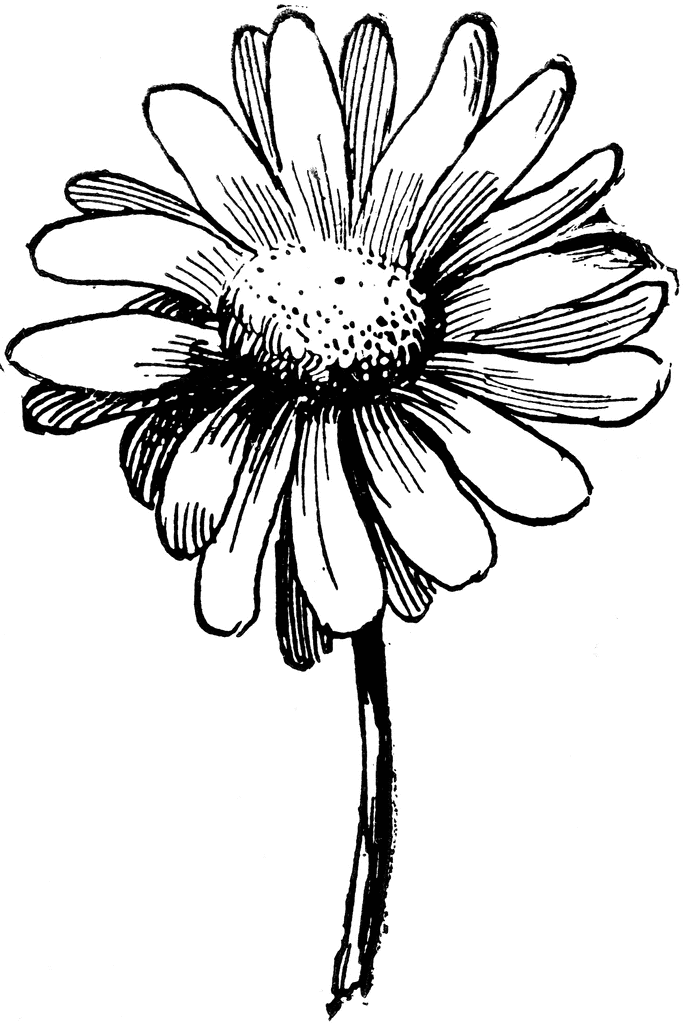 free daisy images black and white download free clip art free clip art on clipart library clipart library