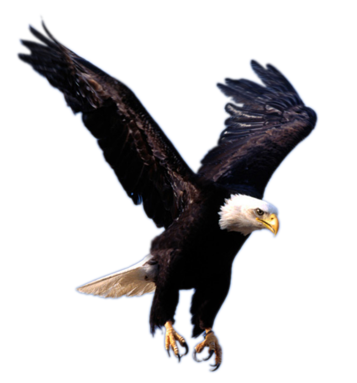 Download PNG image: flying eagle PNG image, free download