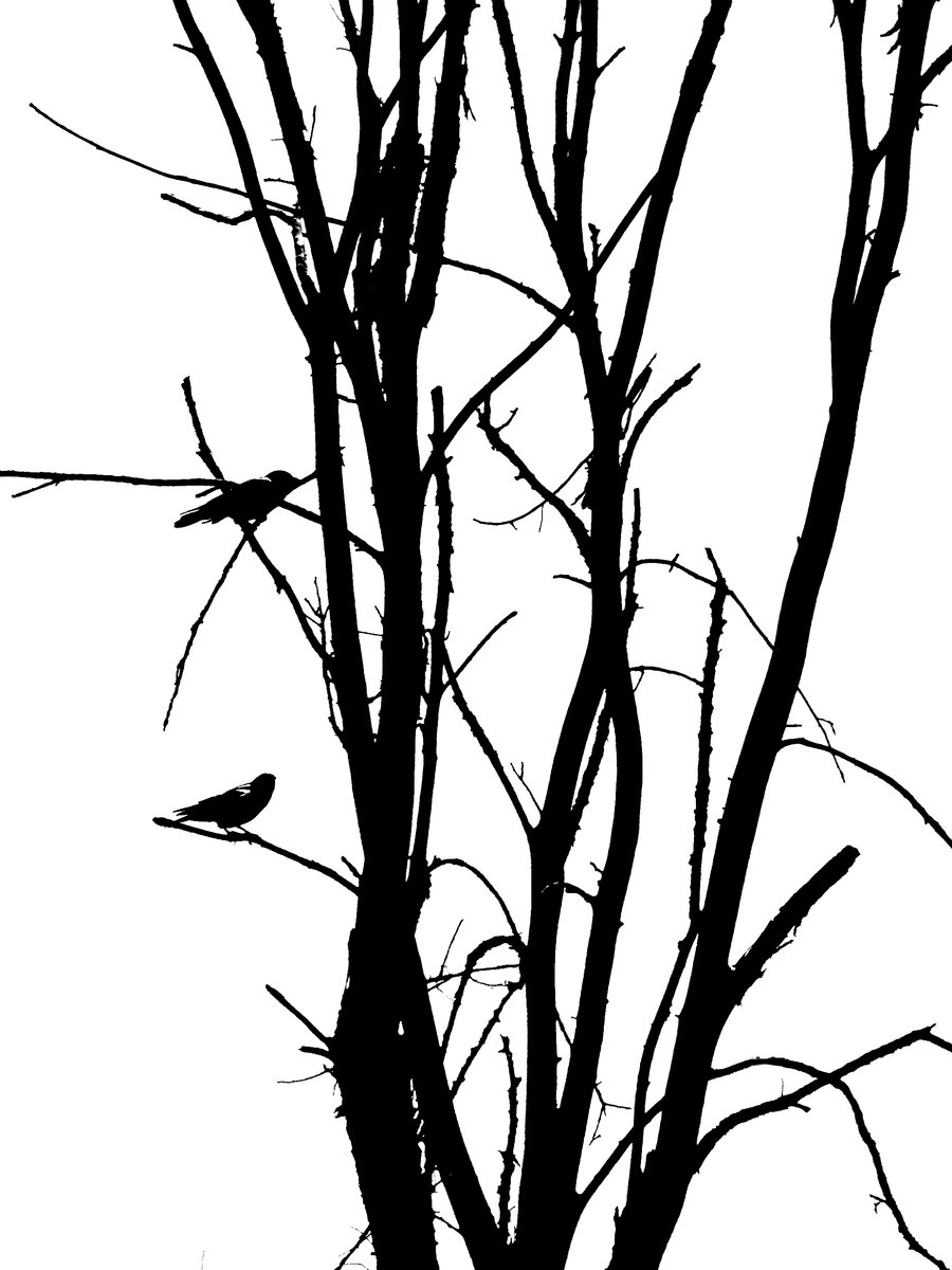 Simple Tree Silhouette With Bird Images  Pictures - Becuo