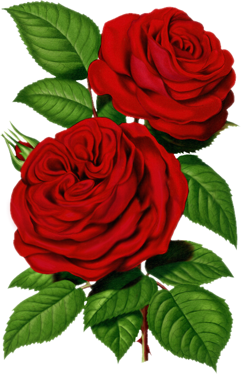 Free Victorian Rose Pictures Download Free Victorian Rose Pictures Png