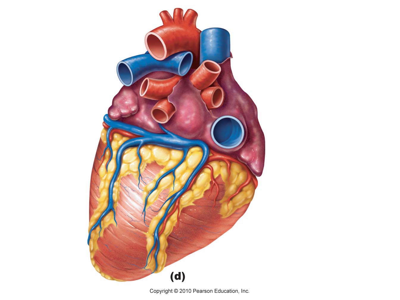 Human Heart Diagram Unlabeled Images  Pictures - Becuo