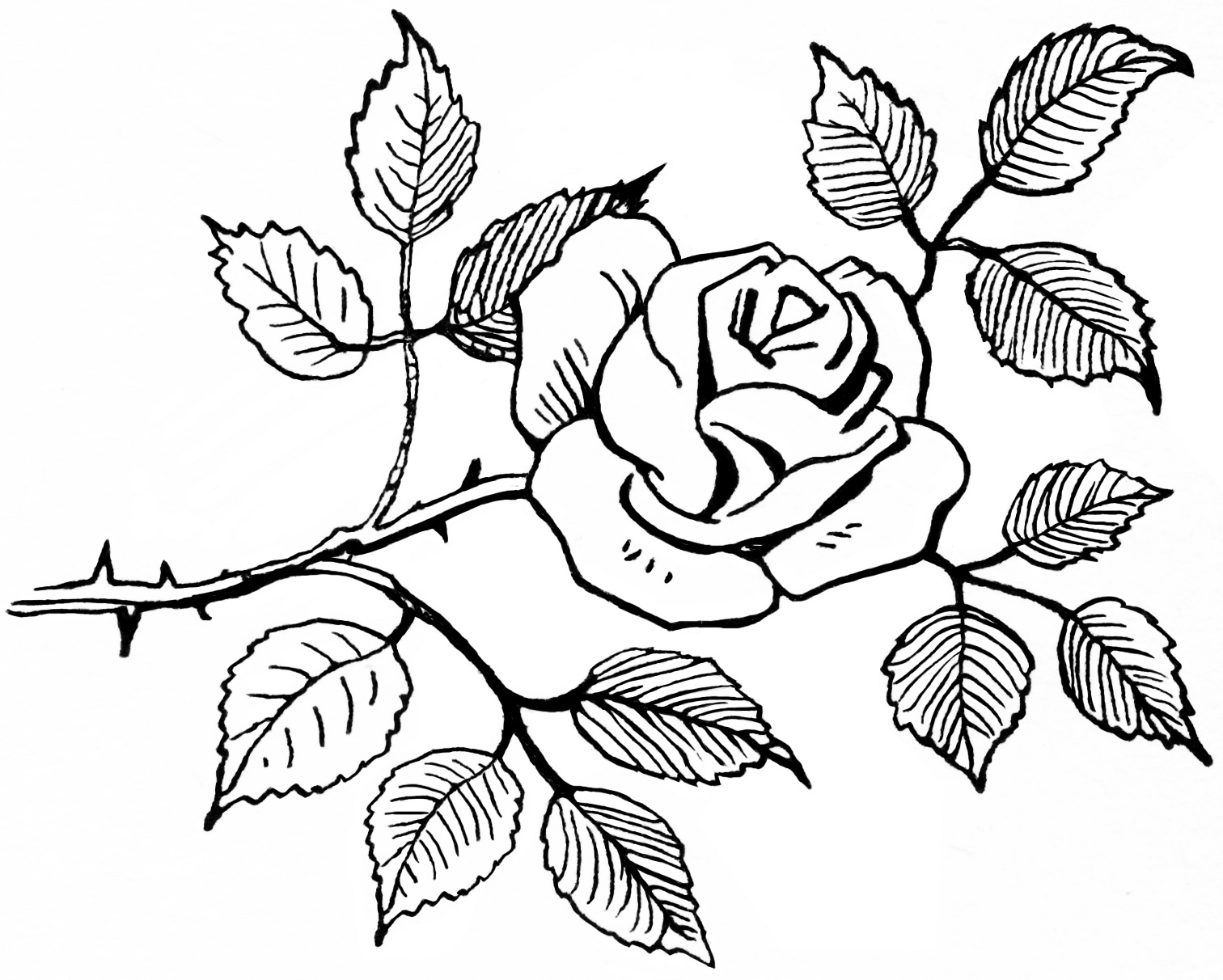 Rose Sketch Black And White - Clipart library