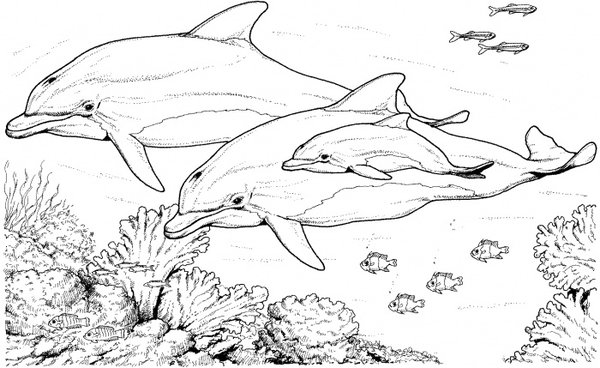 Bottlenose Dolphin Coloring Pages Dolphins Clip Art Free Printable Winter