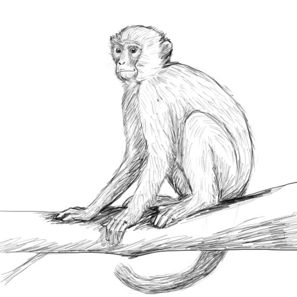 Free Monkey Drawing, Download Free Monkey Drawing png images, Free