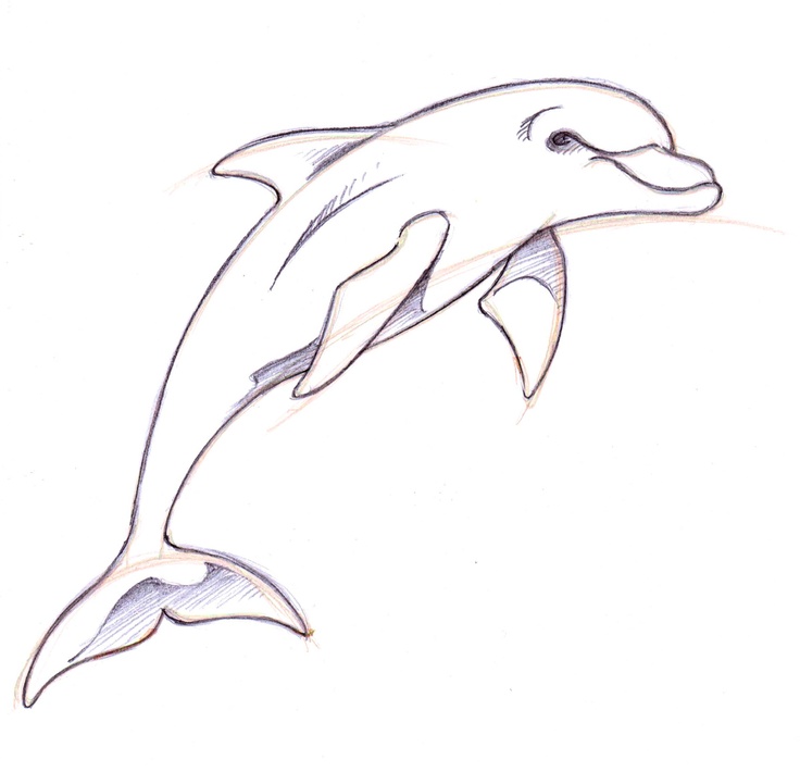 Free Dolphin Drawings Download Free Clip Art Free Clip