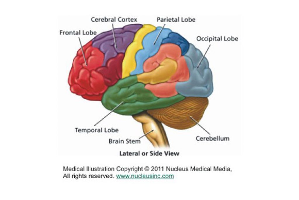 brain map cerebral cortex - Clip Art Library
