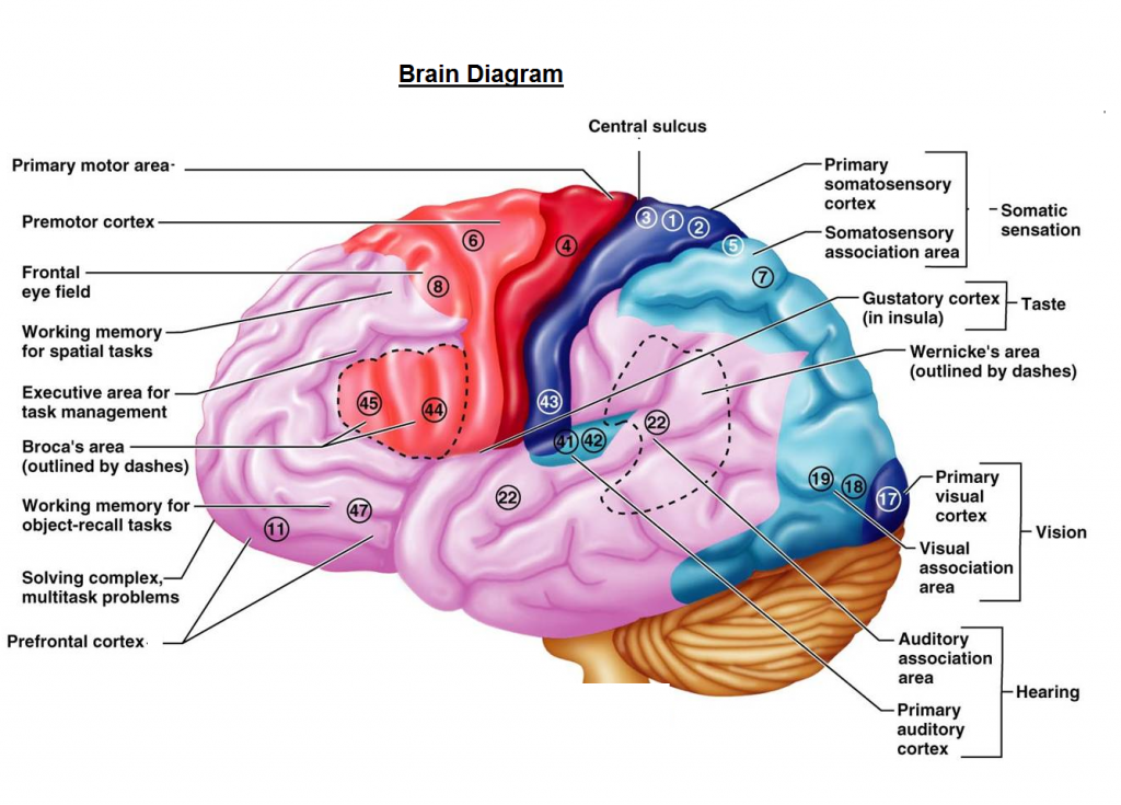 cortex brain diagram - Clip Art Library