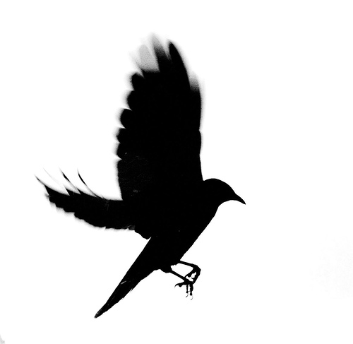 Bird Silhouette | Flickr - Photo Sharing!