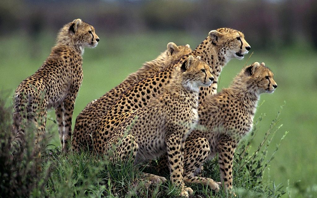 Wild Animals Safari Images Wallpaper - Animal