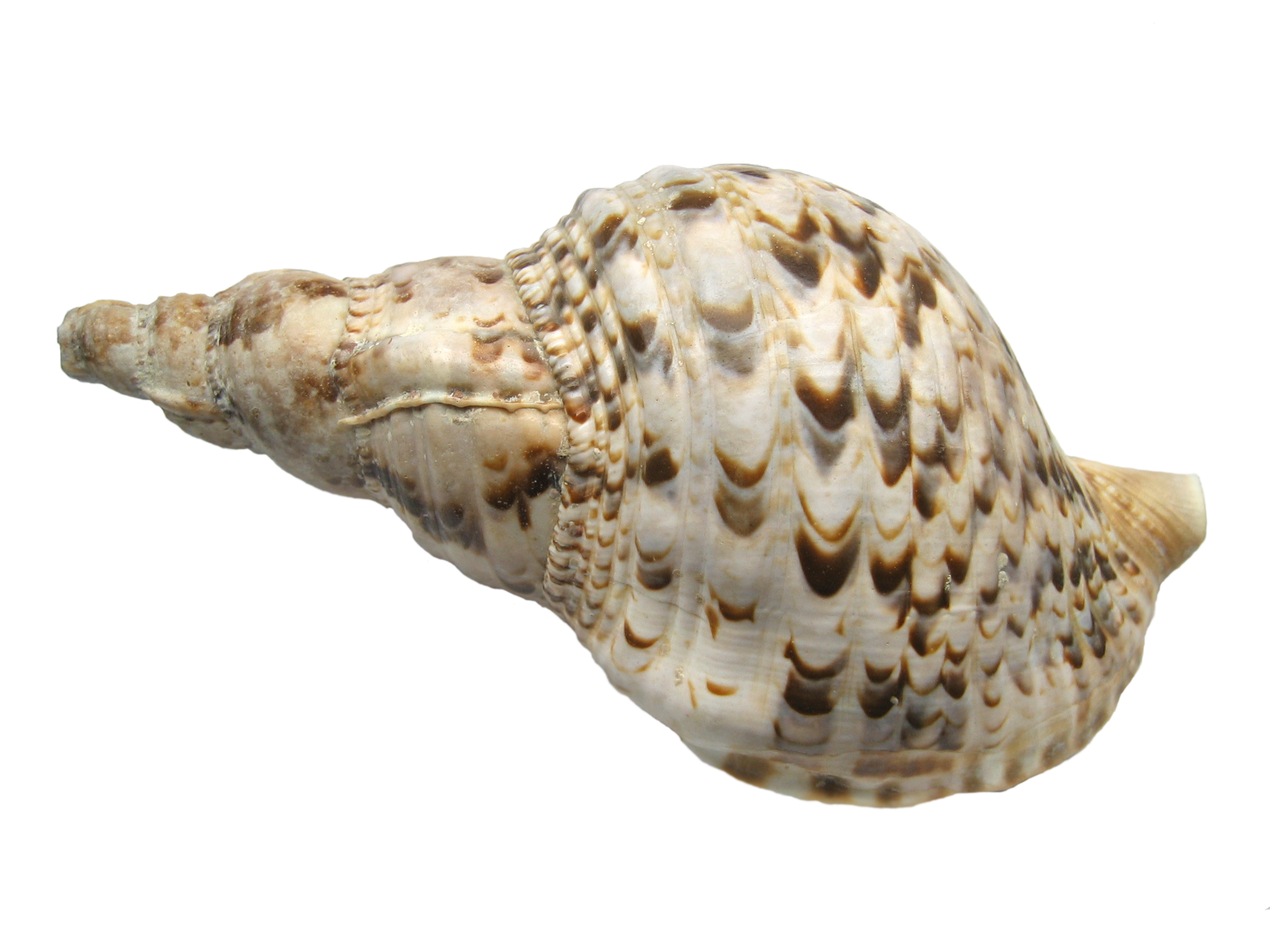 File:Charonia Tritonis Shell Macro - Wikimedia Commons
