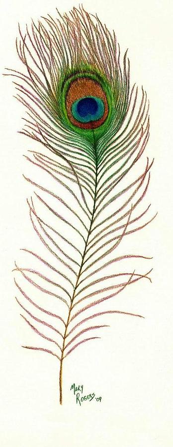 Peacock Feather Drawing - Gallery