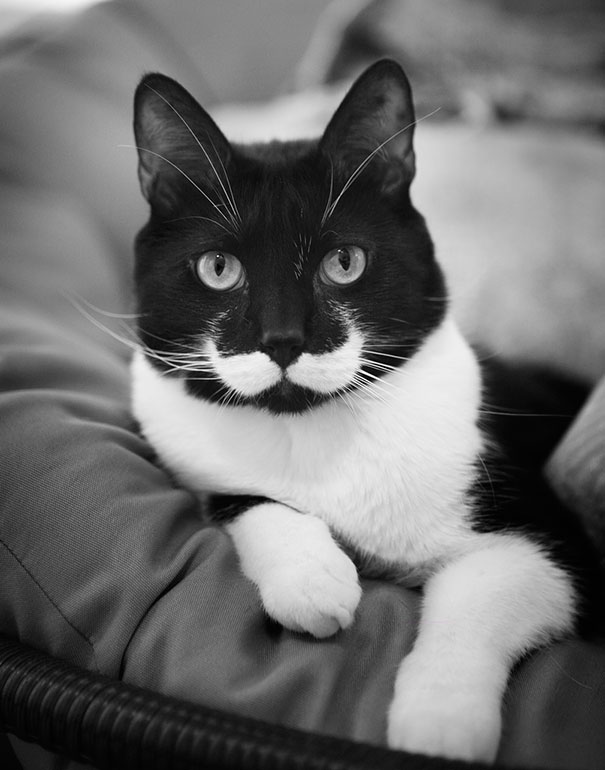 15 Classy Animals With Mustaches | Bored Panda