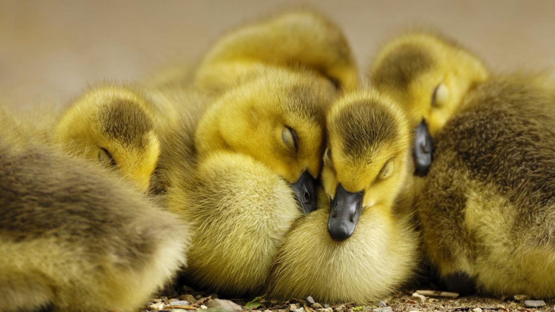 baby ducks and baby chicks - Clip Art Library