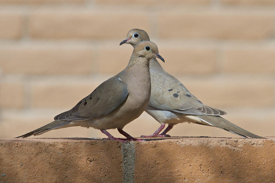 Two Doves by Liz Noffsinger
