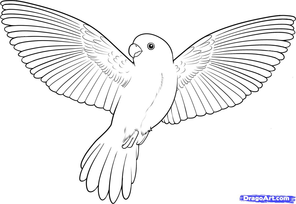 How to Draw a Flying Bird, How to Draw a Bird, Step by Step, Birds 