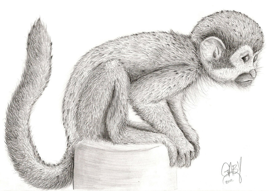 Source. realistic spider monkey drawing Clip Art Library. clipart-library.c...