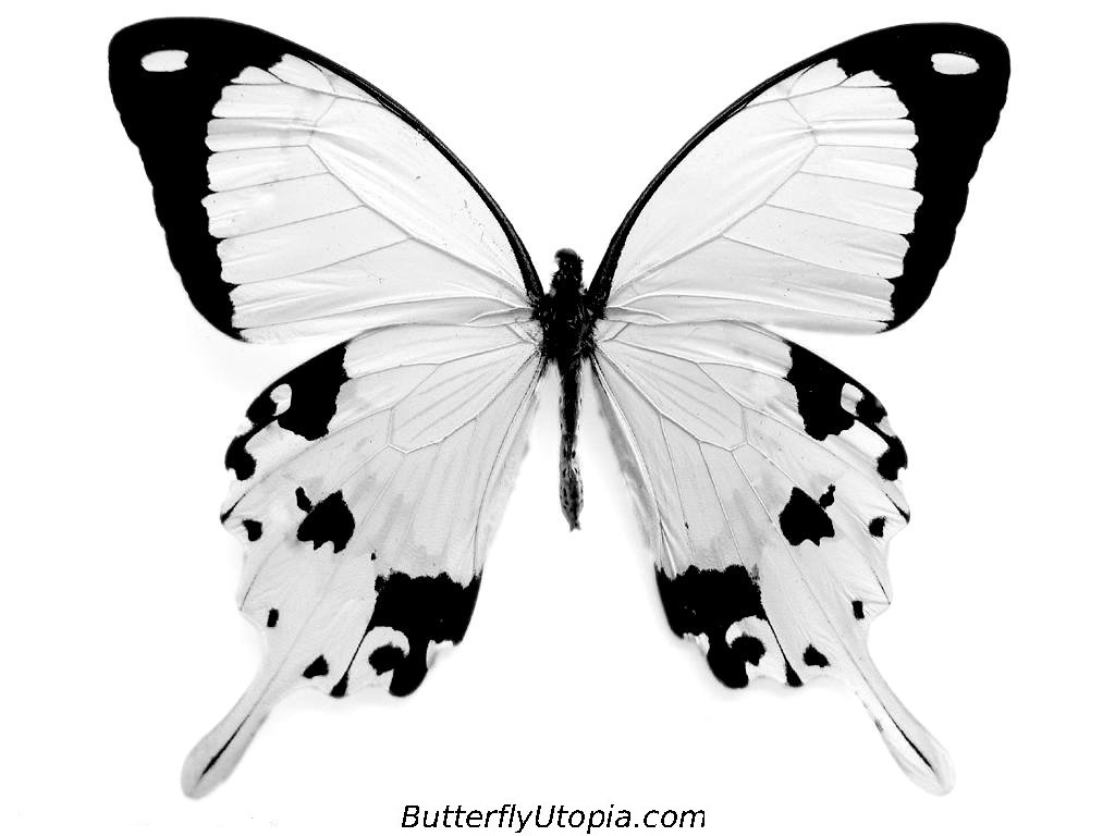 Black and White Butterfly, life is good coloring pages - American 