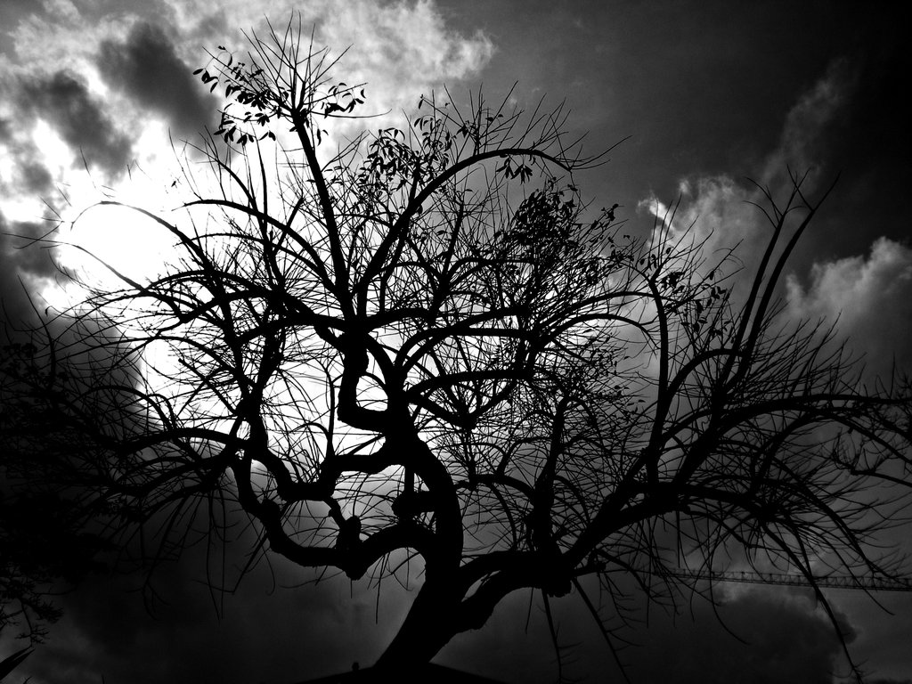 tree-black-and-white-clip-art-library