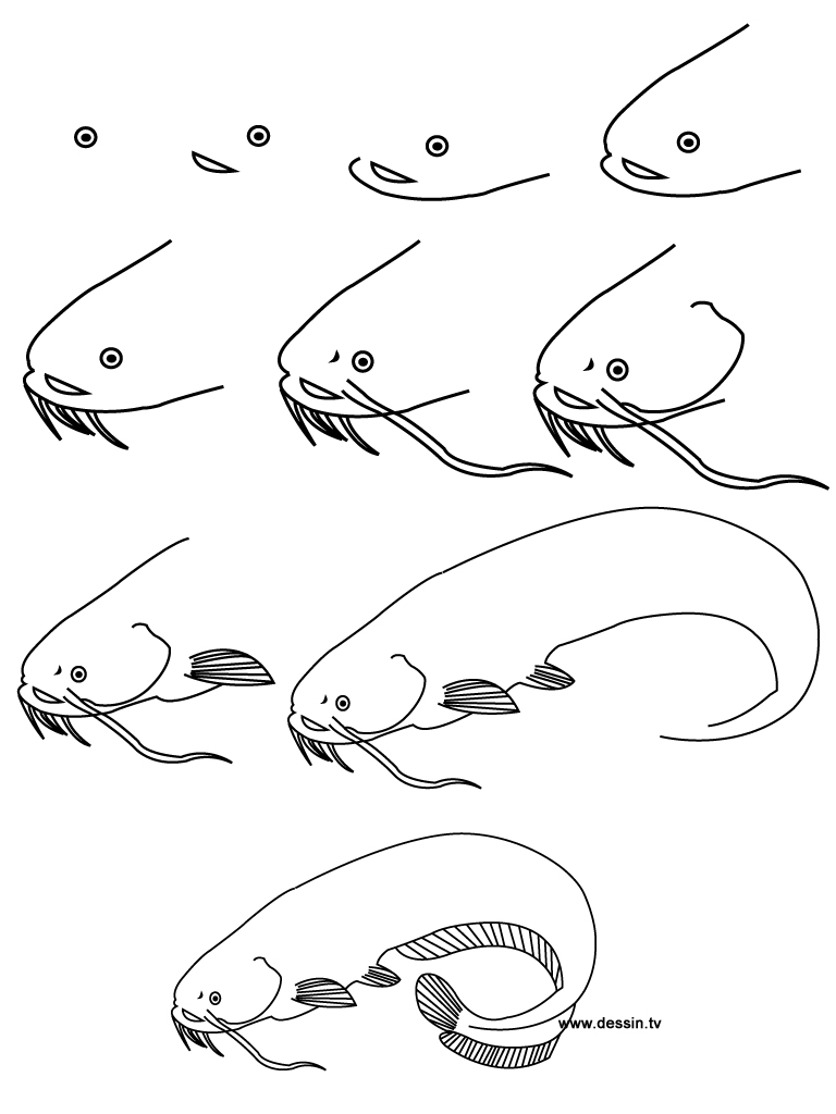 drawing-catfish.jpg