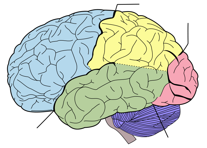 brain template printable