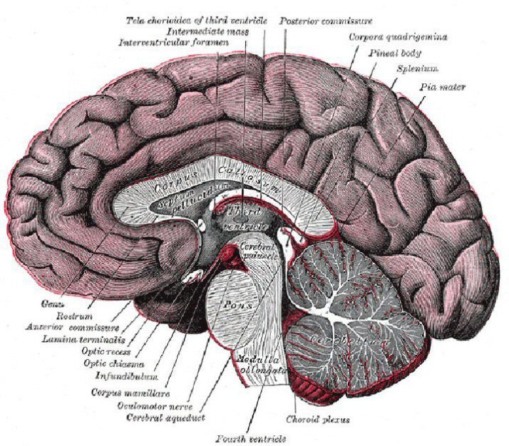 Brain Diagram Encyclopedia Wiring Diagram Raw