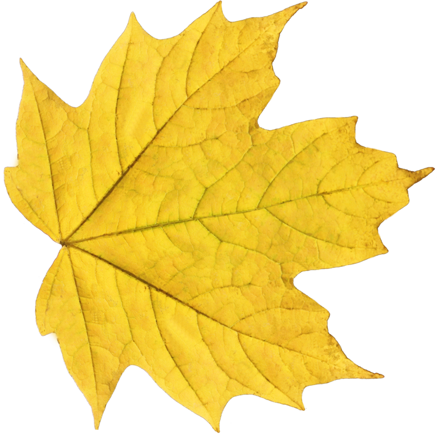 Autumn leaves PNG images, free PNG yellow leaves pictures