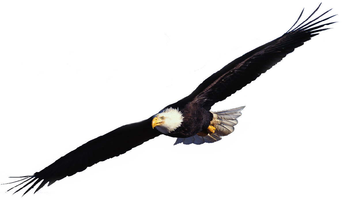 flying eagle clip art free download - photo #20