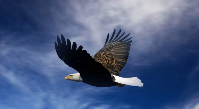 eagle-flying-on-sky
