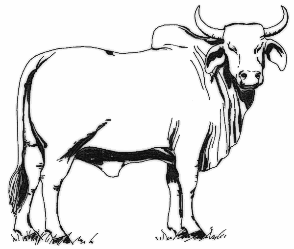 Brahman Cow Clip Art Download