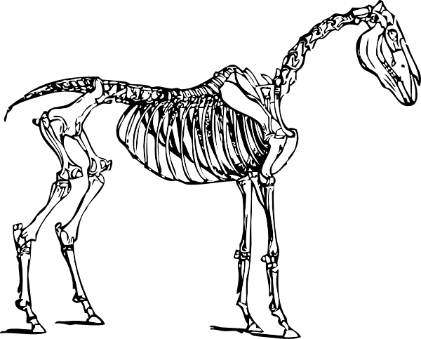 Horse Skeleton clip art - vector clip art online, royalty free 