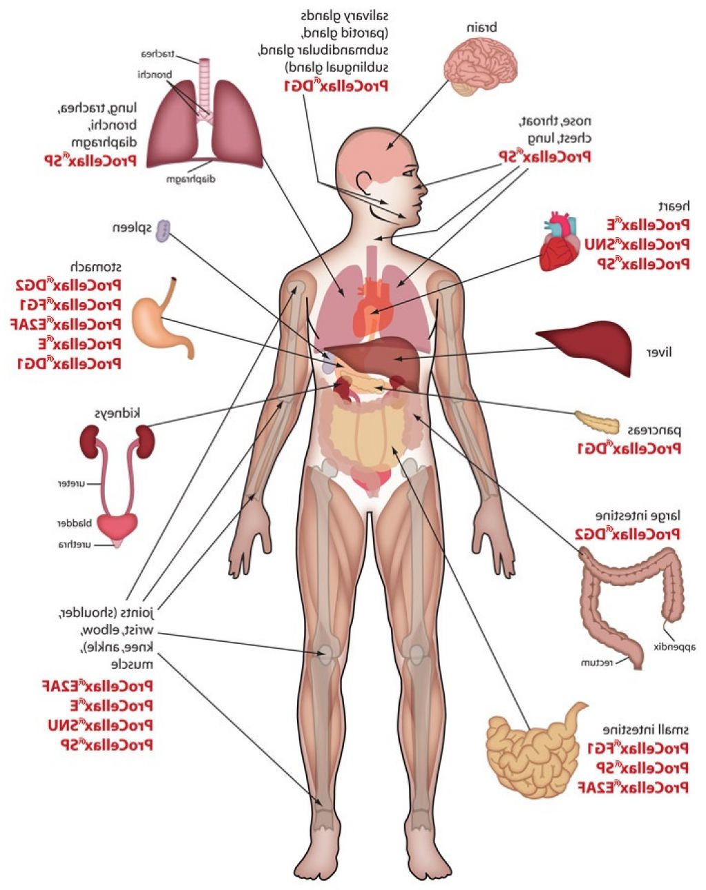 Human Body Chart Pdf