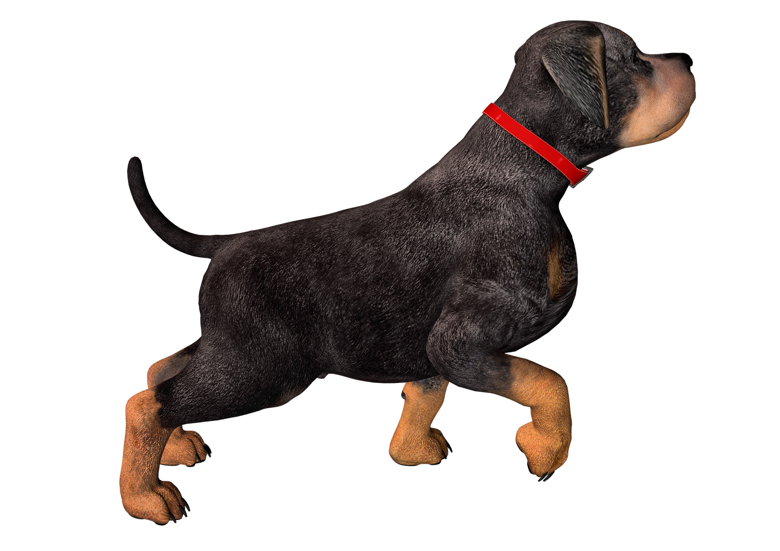 Free High Resolution graphics and clip art: dog png graphics 
