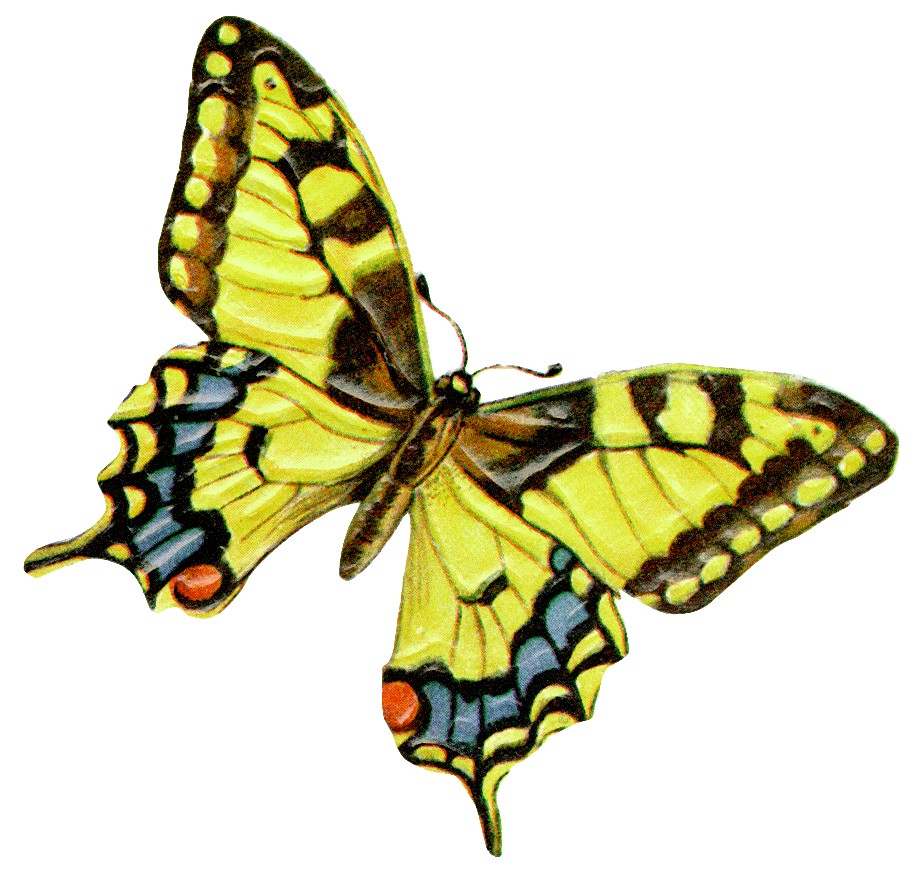 Free Butterfly Retirement Clipart Illustrations | School Clipart