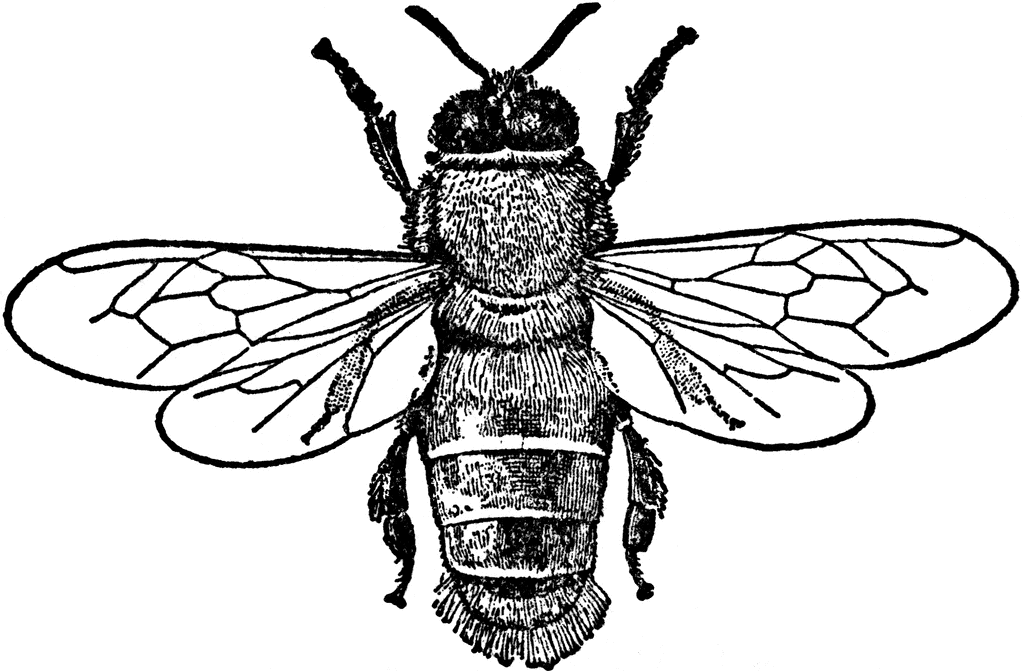 Honey Bee (Male) | ClipArt ETC