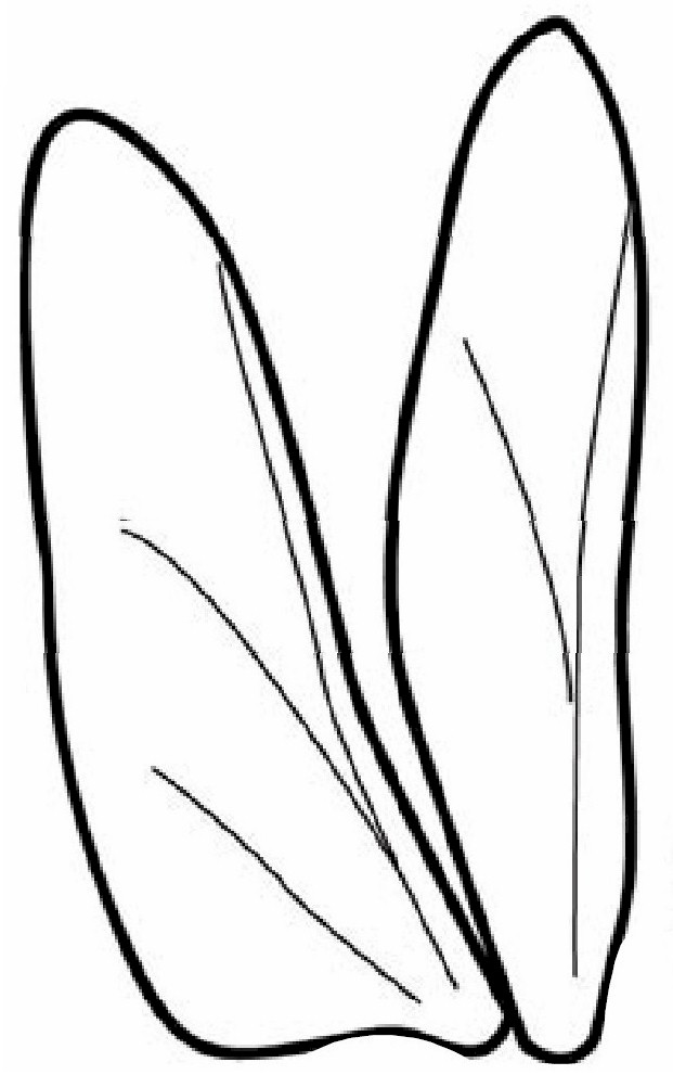 Free Dragonfly Images Download Free Dragonfly Images Png Images Free