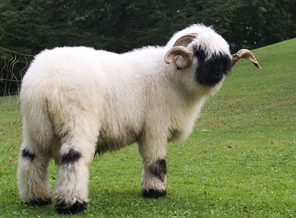 The Valais Blacknose Sheep Is The World