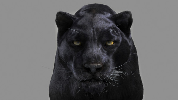 Panther 3D Models and Textures